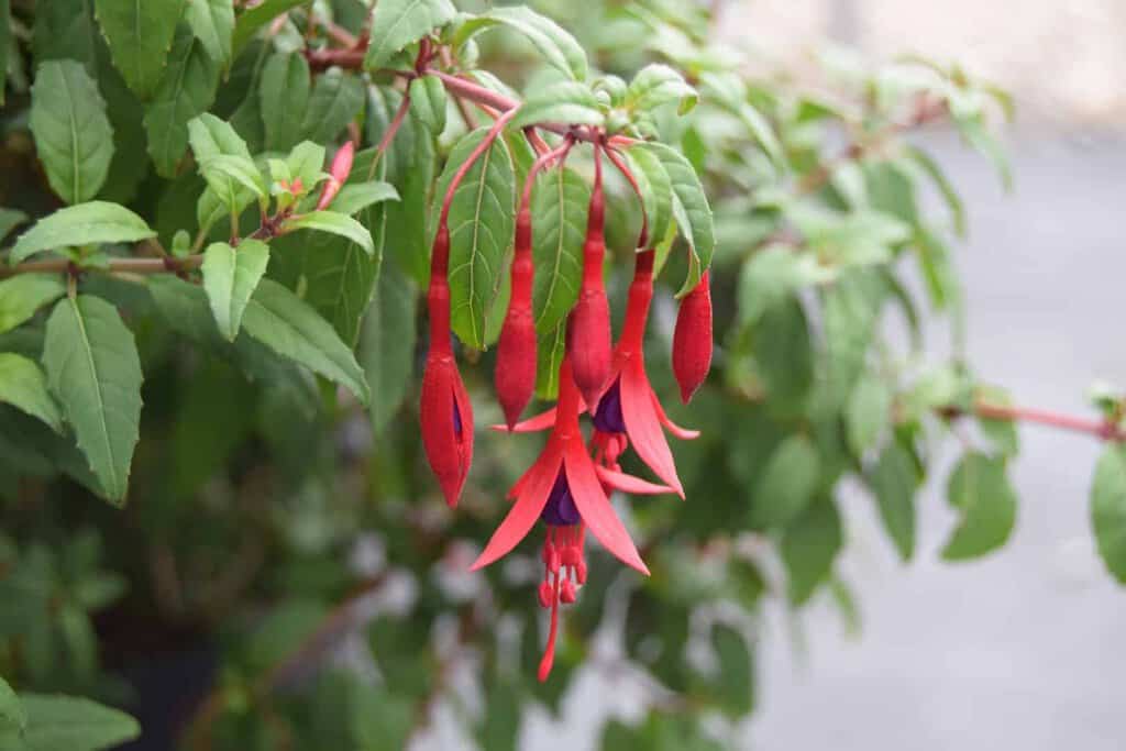 Fuchsia 'Riccartonii' ---
